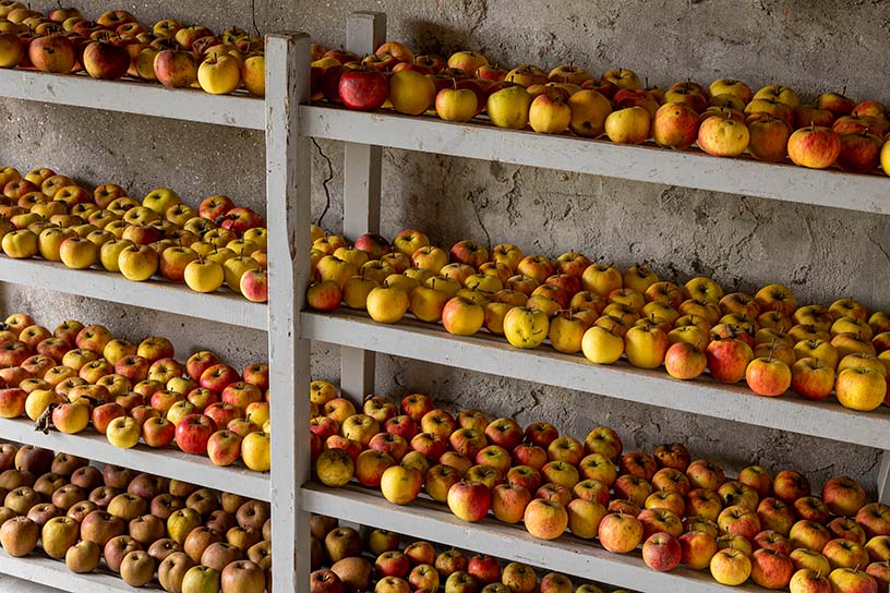 appels in rekken voor appelmoes 